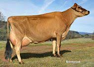 Jersey Jersey Cattle Dairy Cattle Jersey Cow