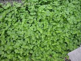 Image result for Calyptocarpus vialis
