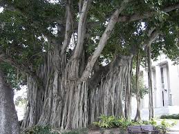 Pokok kekabu memang dikenali oleh penduduk malaysia, terutamanya bagi penduduk luar bandar. 11 Jenis Pokok Yang Biasanya Berhantu Sentiasa Panas