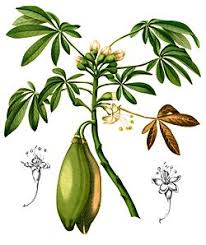 Image result for Ceiba pentandra