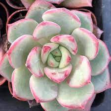 Echeveria Sensation Or Ecehveria Lala Echeveria Cactus For Sale Wholesale Succulents