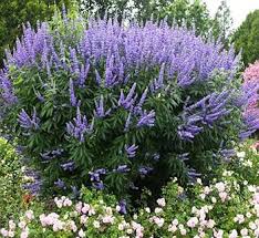 Image result for Vitex strickeri