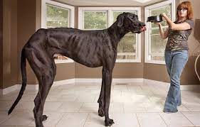Great danes, unfortunately, don't often live as long as most breeds due to their size (earning them the nickname of the heartbreak breed). 6 Oldest Great Danes In The World Oldest Org