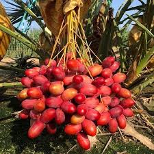 Berani Jadi Petani On Instagram Sekedar Informasi Bahwa Kurma Bisa Tumbuh Dan Berbuah Di Indonesia Mari Bergegas Menanam Den Fruit Garden Fruit Trees Fruit