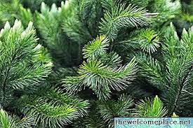 Check out allwealthinfo.com to find explain pain in your area. Ciri Ciri Pokok Pine Pokok