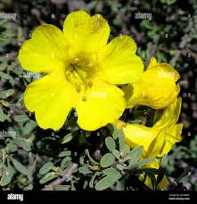 Image result for Rhigozum