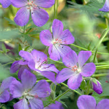 Image result for Geranium bohemicum Orhcid Blue