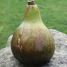 Figuier Madeleine Des 2 Saisons Figuier Comestible Ficus Carica Madelaine Des 2 Saisons Pepinieres Lepage Bretagne Bord De Mer
