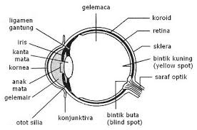 We did not find results for: Anatomi Dan Fungsi Bahagian Mata Masalah Penglihatan
