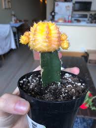 If done properly, they will seal up and turn into 1 plant. My Moon Cactus Is Turning Kind Of White Is It Dying It S In Full Sun North Facing Window Watered When It S Dry No Recent Repotting Also Id Love To Know What