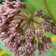 Wildflower & Pollinator ID Hike