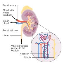 Check spelling or type a new query. Mechanisms Of Renin Angiotensin Aldosterone System Pt 1 Simple Nursing