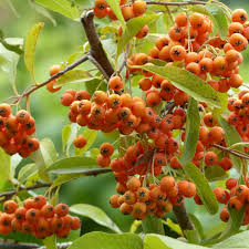 Image result for Pyracantha coccinea golden charmer
