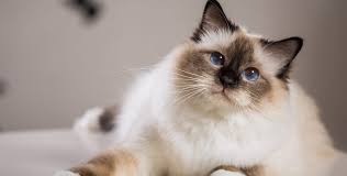 .katze, siamkatze information für kinder anna und die haustiere, siam kater, die spannende siam thai katze beim spielen, gesprächige siam, talking siamese cat very talkative she answers all my. Heilige Birma Steckbrief Mein Haustier