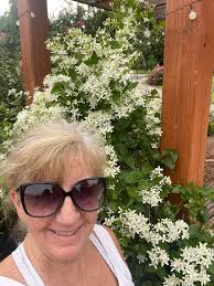 I have found it incredibly difficult to garden since moving here. But,  finally I have success with this Sweet Autumn Clematis!