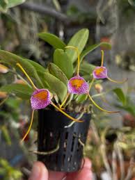 Image result for Microcoelia globulosa