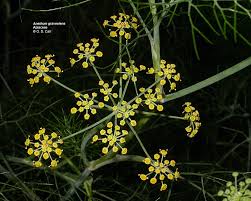 Image result for Aphloiaceae