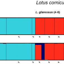 Image result for Lotus mlanjeanus