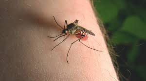 Female mosquitoes have piercing mouthparts through which they extract the blood of a host. Mosquito Bite Symptoms And Treatments