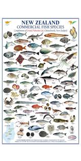 New Zealand Commercial Fish Species Fish Chart Sea Fish Types Of Fish