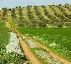 بلدتي هذا الصباح بصر الحرير country roads tours travel