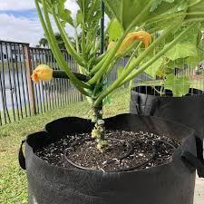 Having grown both cukes and zucchini in containers, i learned that both work well if grown vertically up a tomato cage or similar apparatus. Second Attempt At Growing Zucchini Vertically Zone 10b Gardening Garden Diy Home Flowers R Vertical Garden Growing Zucchini Vertically Growing Zucchini