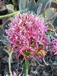 Image result for Boophone