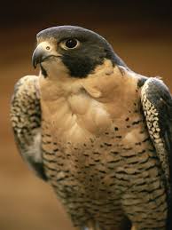 Peregrine Falcon Birds Of Prey Animals Peregrine Falcon Species Overview Online Homework Help Schoolworkhelper Peregrine Falcon Animals Birds Of Prey