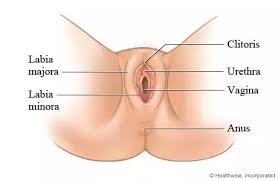 It's a common misconception that the visible outer parts of the female anatomy is called the vagina. What Part Of The Girl S Vagina Should The Penis Enter Quora