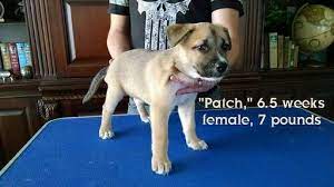 Litter Of 9 Siberian Black Mouth Cur Mix Puppies For Sale In Warner Robins Ga Adn 27507 On Puppyfinde Puppies For Sale Black Mouth Cur Dog Siberian Husky Mix