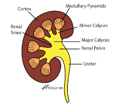 Renal Ultrasound Made Easy Step By Step Guide Pocus 101