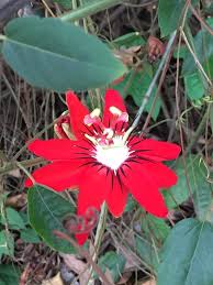 Image result for Passiflora subpeltata
