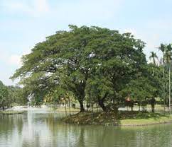 Mengikut jenis pokok, bentuk kanopi dan kesesuaian tempat. Http Www Jln Gov My Resources Index User 1 Text 20documents Dokumen 20penerbitan Pokok 20teduhan Panduan Penanaman Pokok Teduhan 3 Pdf