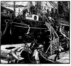 trade in Gippsland bred horses ...