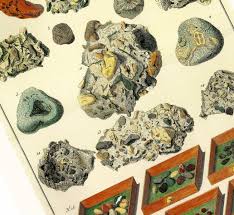 Check spelling or type a new query. Fossils And Geodes 2001 Albertus Seba S By Petitpoulailler On Zibbet