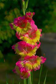 Gladiola Making A Last Minute Appearance Gladiolus Flowers Flower Garden