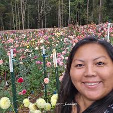 Dahlia blooms at Clearbrook Cottage
