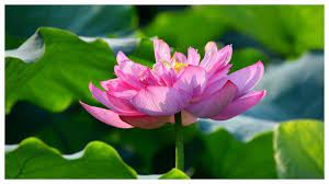 / services and features description of dewi tunjung biru hotel. Teratai Tribunnewswiki Com Mobile