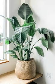 Strelitzia White Bird Of Paradise In 2020 Plant Decor Indoor House Plants Decor Paradise Plant