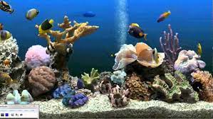 Tropical Fish Aquarium Aquarium Pictures Marine Aquarium