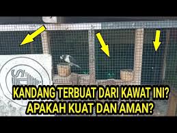 Oleh sebab itu, anda harus membuatnya senyaman mungkin. Kandang Ternak Lovebird Terbuat Dari Kawat Ini Hati Hati Youtube