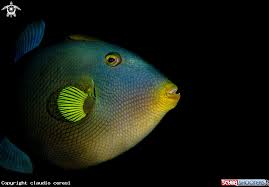 Pinktail Triggerfish In Bunaken Marine Park North Sulawesi Underwater Photography North Sulawesi Underwater