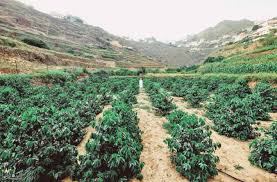 جريدة الرياض مهرجان البن في جازان حدث عالمي ووجهة سياحية