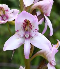 Image result for Sopubia angolensis