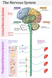 The neuron is the basic structural and functional unit of the human nervous system. Pin On School Psychology And Related Fields