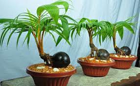 How To Make Coconut Bonsai