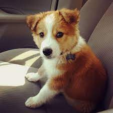 Is a border collie a good dog? Pin By S Lohmann Newall On Everything About Me Shepherd Mix Puppies Australian Shepherd Mix Puppies Puppies And Kitties
