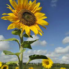 Bunga potong keluarga krisan daisy, menghabiskan bunga. Jual Bunga Matahari Sun Flower Bunga Potong Jakarta Barat Mikkasshop Tokopedia