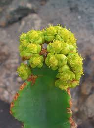 Image result for Euphorbia candelabrum