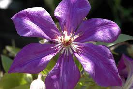 It climbs 4 feet tall, making abilene perfect for planters on deck and patio railings. Semu Clematis Semu Online Kaufen